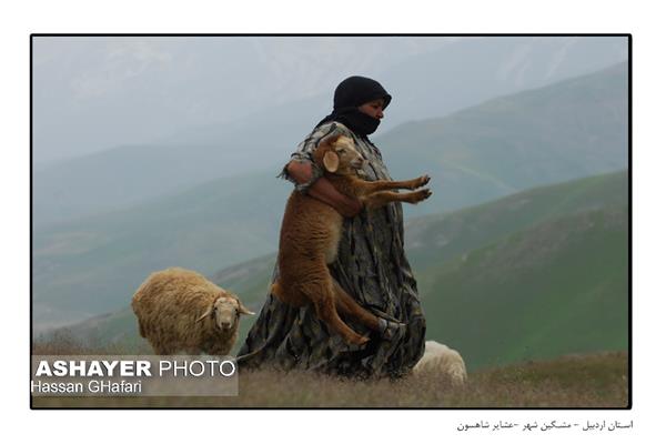 تصاویری از کوچ عشایر ایران   عکس: حسن غفاری